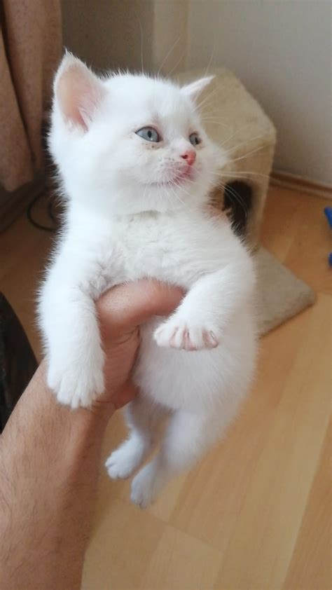 satılık kedi yavrusu eskişehir